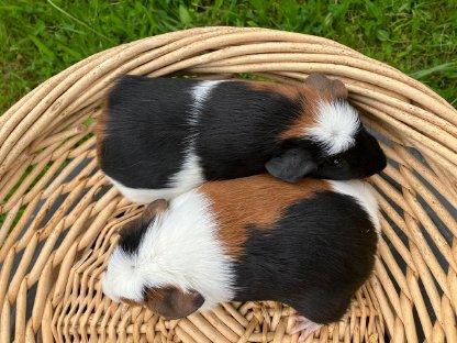 Bild 2:Crested Meerschweinchen