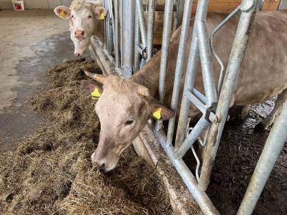 Wagyu Charolais Kreuzungskalbin