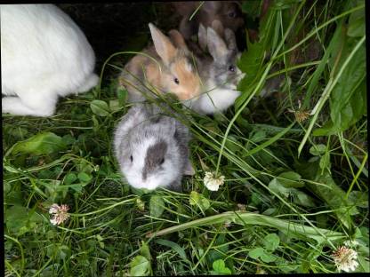 Bild 9:Laufend Zwergkaninchen in allen Farben zu vergeben