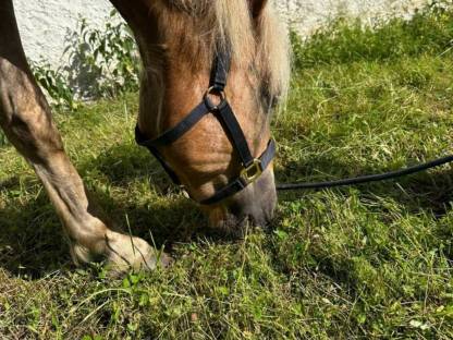Haflinger Wallach, 8 Jahre