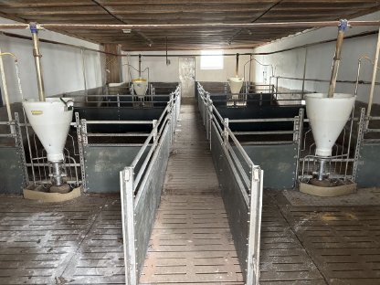 Aufstallung Mastschweine