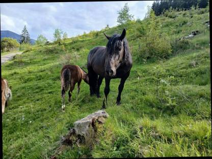 Bild 5:Noriker Stute Granat-Grace