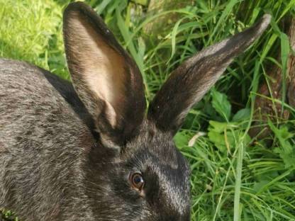 Bild 2:Deutsche Riesenscheck Häsin 2025