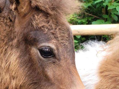Minishettypony