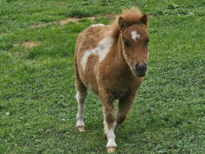 Shetlandpony Hengstfohlen