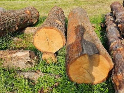 Bild 2:Rundholz Eiche