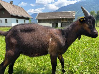 Reinrassiges Tauernschecken Bockkitz