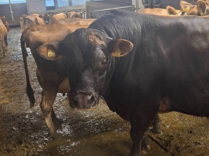 Bio Jersey Stier