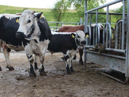 Bild 2:Pustertaler Sprinzen Stierkalb