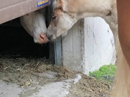 Bild 6:Schönes Haflinger-Stutfohlen