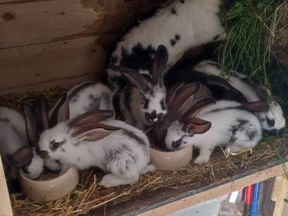 Mischling Hasen