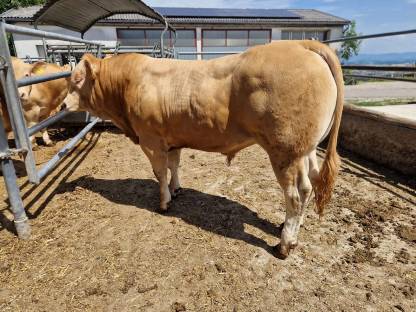 Bild 4:Blonde d’Aquitaine Deckstiere