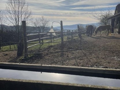 Bild 3:Einstellplatz für Pensionspferde