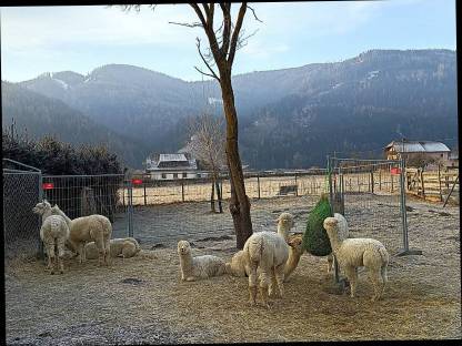 Bild 2:Wir suchen Nachfolger für unsere Alpaka-Zucht