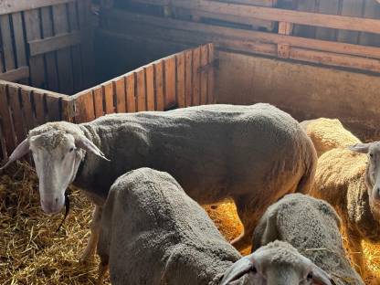 Bild 3:Schafbock Merino