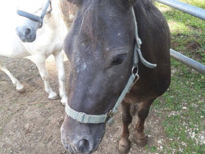 Ponywallach zu verkaufen