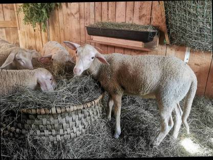 Milchschaf Lämmer weiblich