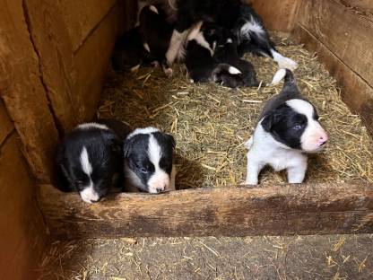 Bordercollie-Australian Sheperd Welpen