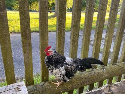 Bild 8:3 Jung-Hähne