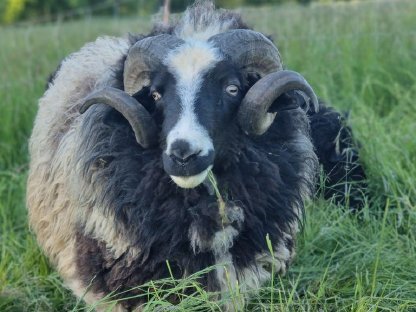 Bild 3:Waldschafwidder