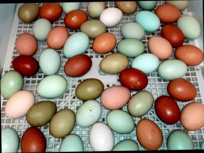 Bild 9:Naturbunte Bruteier - Grünleger, Blauleger, Marans, bunte Eier