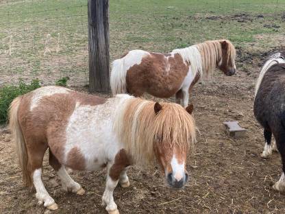 Bild 5:Minishetty, Minipony Stuten