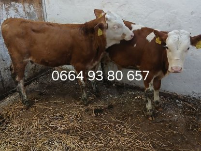 Bild 4:Fleckvieh-Fresser, männlich