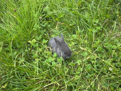 Bild 2:Junge Deutsche Riesen Fleischhasen