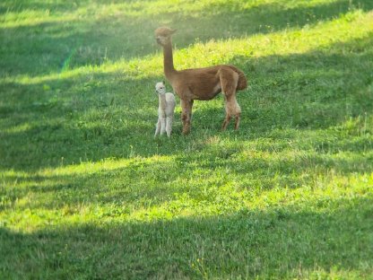Bild 2:Alpaka Junghengst Hercules