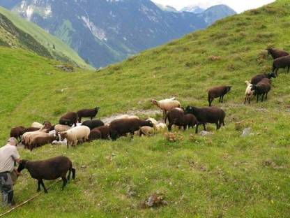 Bio Jura Schafe, Lämmer, Kilber