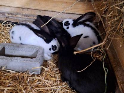 Bild 2:Deutsche Riesenschecken