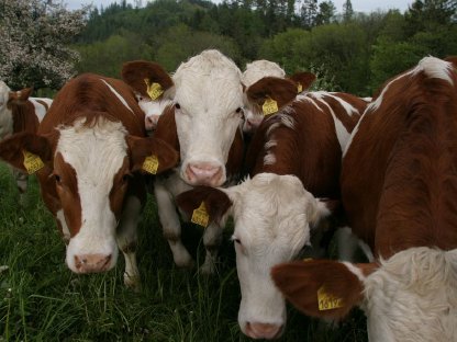 Bild 4:Kaufen Fleckvieh Zuchtkälber
