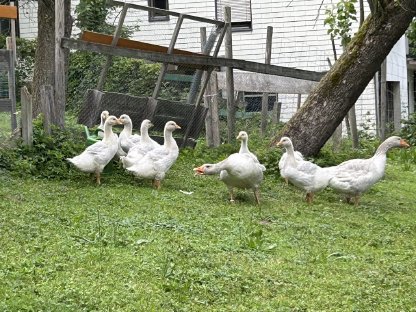 Bild 2:Gänse, Wyandotten, Brahma, Zwergseidis, Amrocks, Bruteier