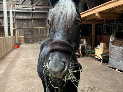 2-jähriger Lipizzaner Hengst