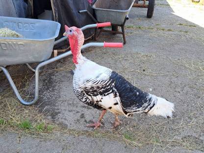 Puten und Küken