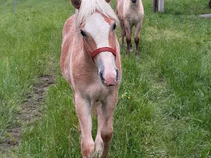Bild 2:Haflinger Jährlingshengst