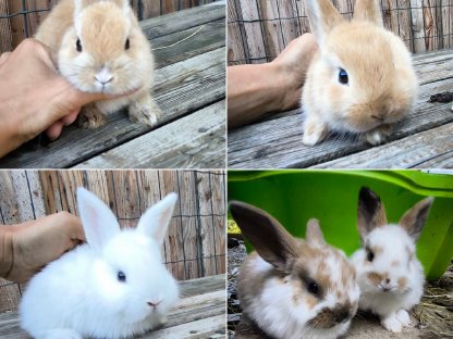 Kaninchen Babys und Erwachsene