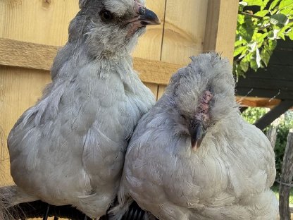 Lavender Araucana