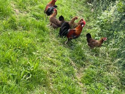 Bild 6:Altsteirer Bruteier