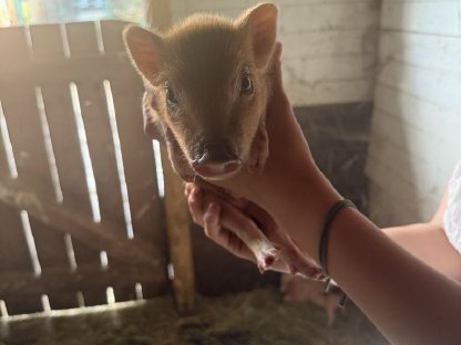 Bild 3:Mini Schweine