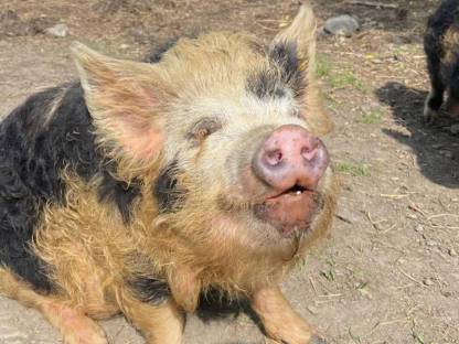 Kune Kune