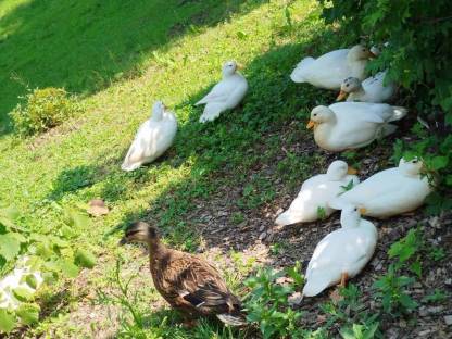 Bild 3:Zwergenten ausverkauft, Reservierungen für 2026 möglich