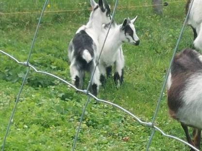 Bild 5:Pfauenziegenkitze