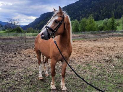 Bild 2:Haflingerhengst