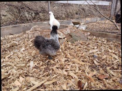 Bild 3:Weißer Hahn zu verschenken, Zwergseidenhühner, Zwergpaduaner