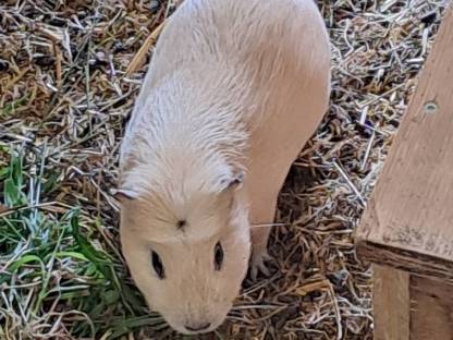 Bild 2:Meerschweinchen