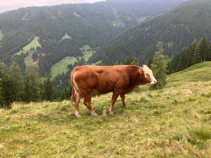 FLxLI Stier