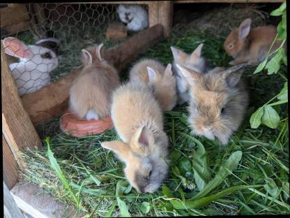 Bild 8:Löwenkopf Zwergkaninchen zu verkaufen