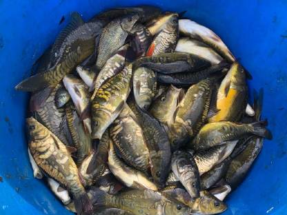 Karpfen und Rasbora