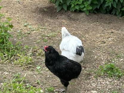 Araucana Hähne